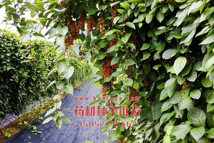 五味子種子銷售價格