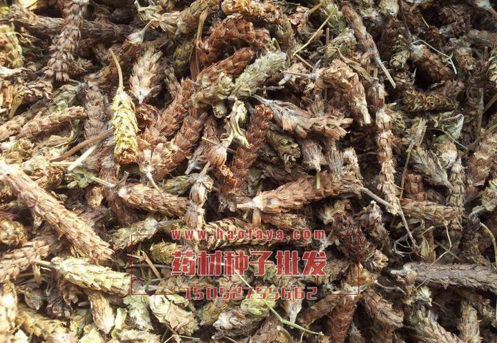 夏枯球功效與作用