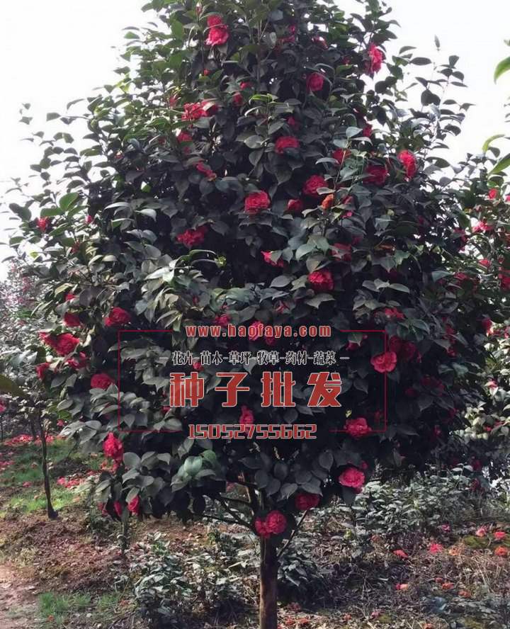 茶花樹(shù)種子