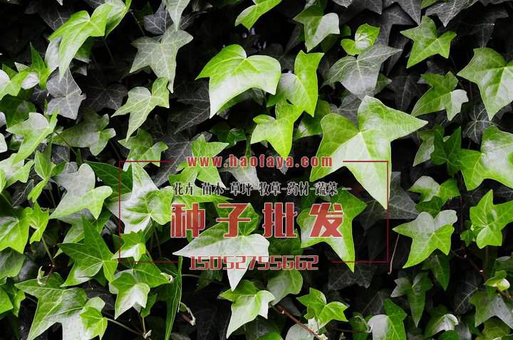 常春藤種子