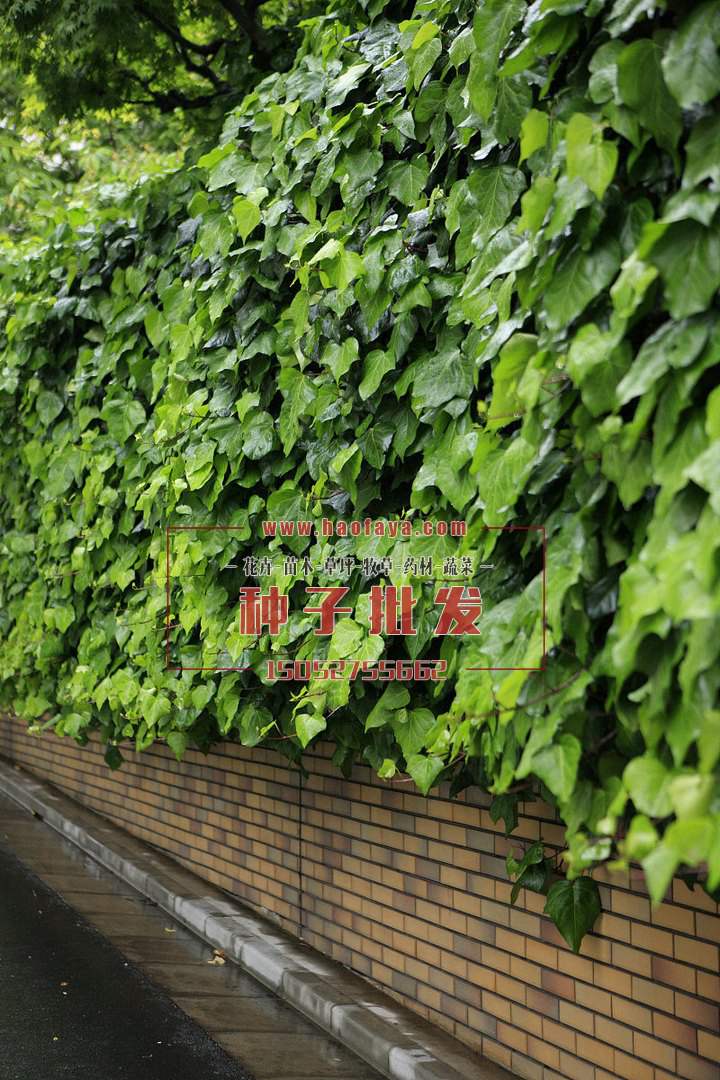 常春藤種子批發(fā)