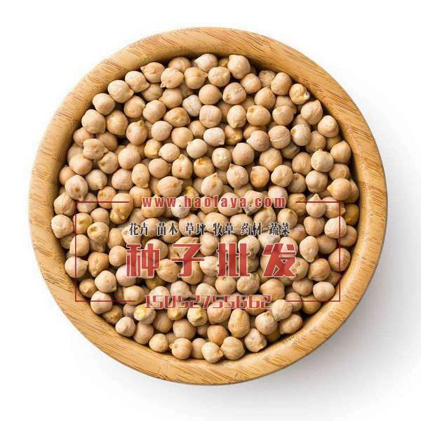 鷹嘴豆種子
