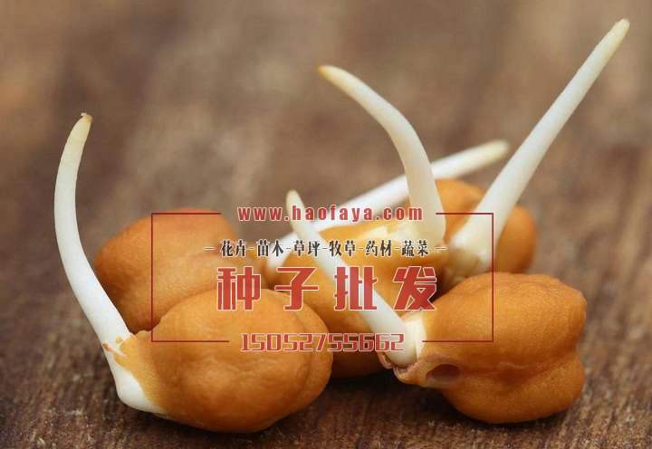 鷹嘴豆種子處理