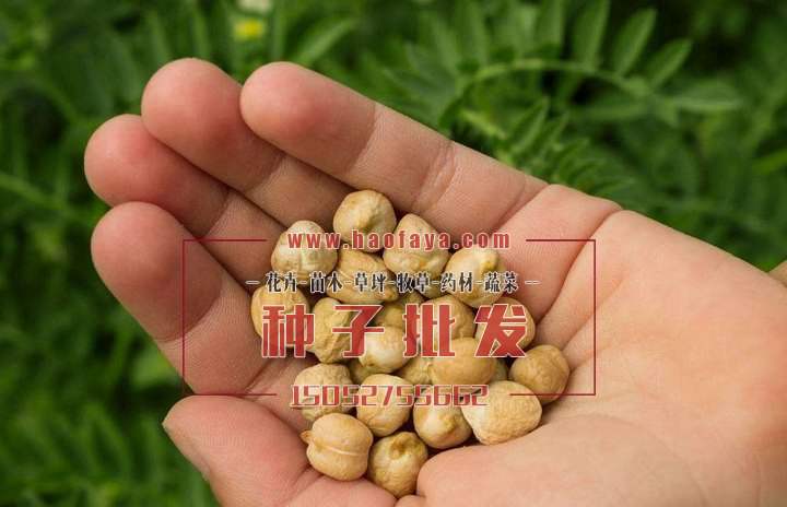 鷹嘴豆種子價(jià)格