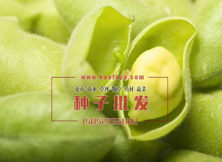 鷹嘴豆種子種植