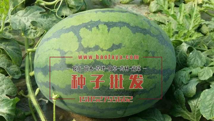 西瓜種子