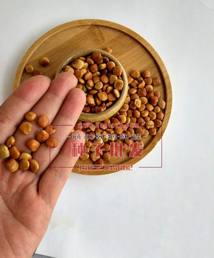 地瓜(豆薯)種子