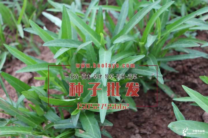 空心菜種子播種技術(shù)