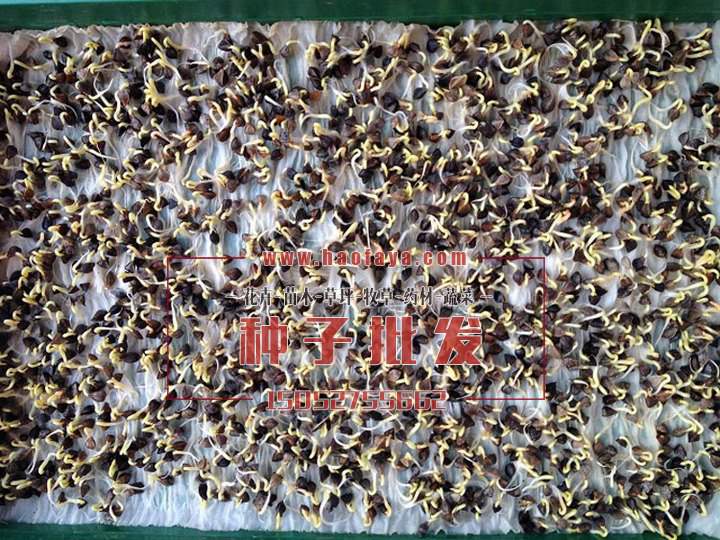 發(fā)芽的空心菜種子