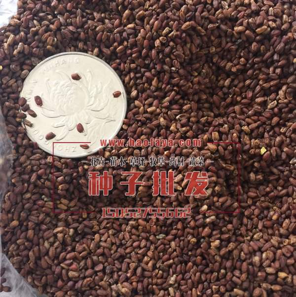 藍(lán)香芥種子