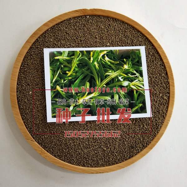 面條菜種子