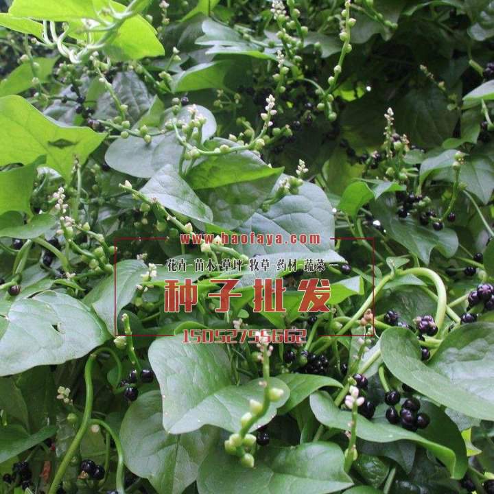 木耳菜種子批發(fā)