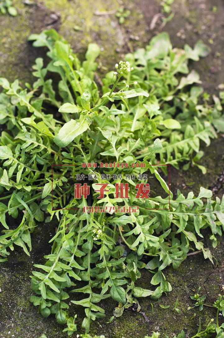 薺菜是一種保健野菜