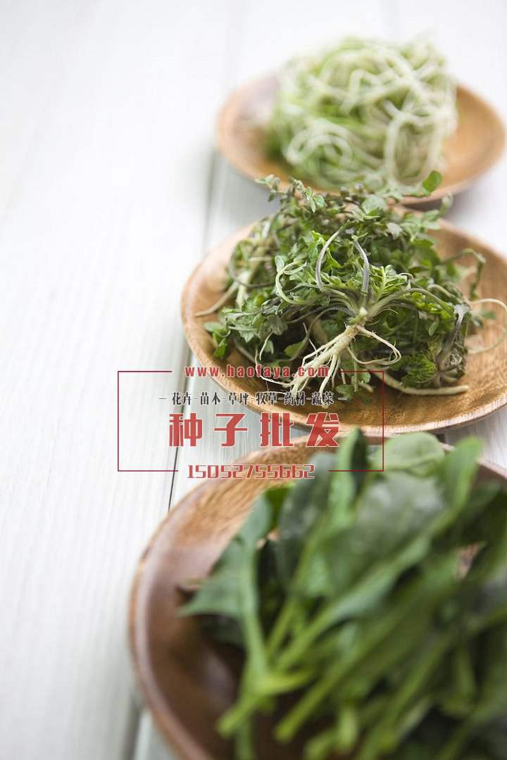 薺菜營養(yǎng)價值很高