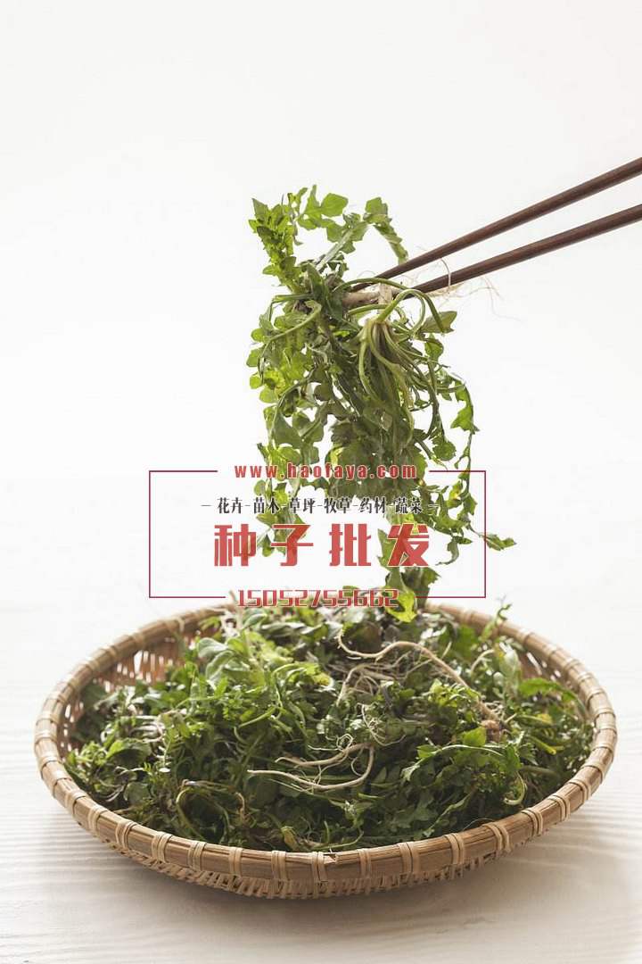 薺菜種子很多人都想種