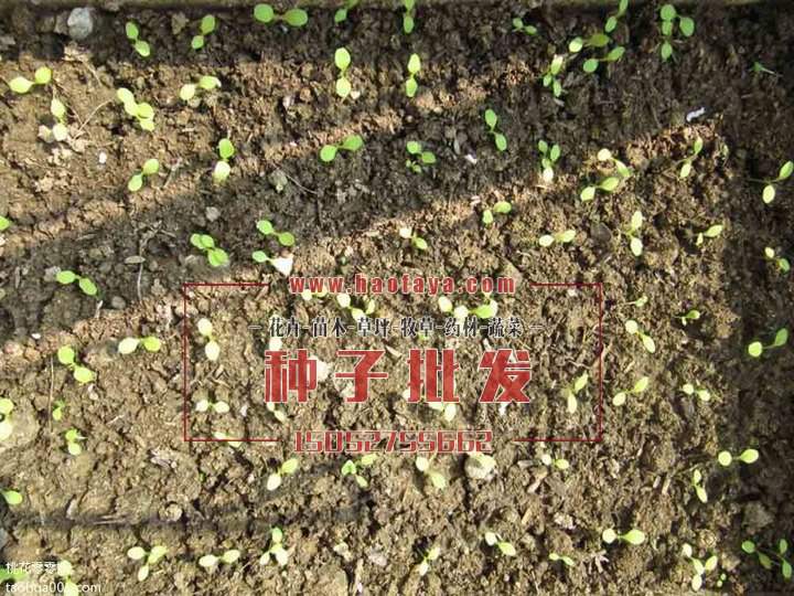 生菜種子發(fā)芽