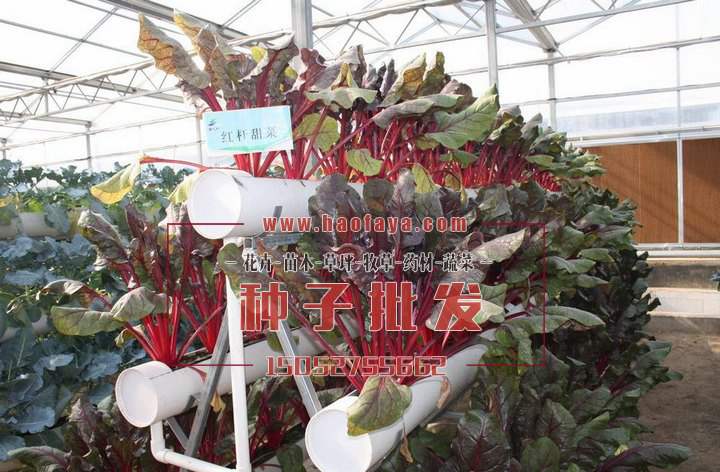 甜菜經(jīng)濟(jì)價(jià)值很高