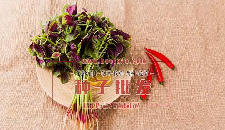 彩色莧菜種子