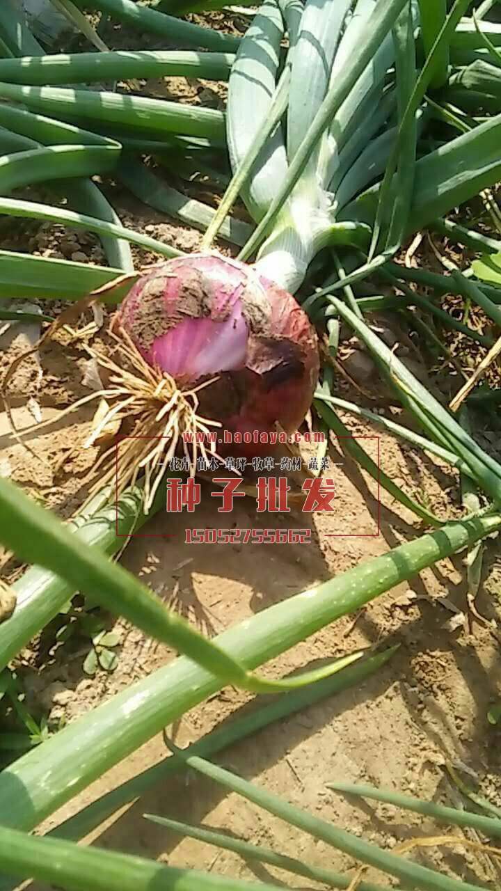 洋蔥種植技術(shù)