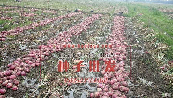 洋蔥種子價(jià)格