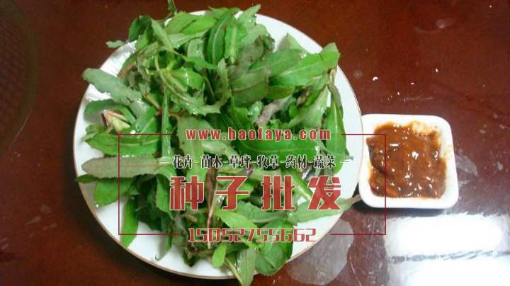 曲曲菜功效價值