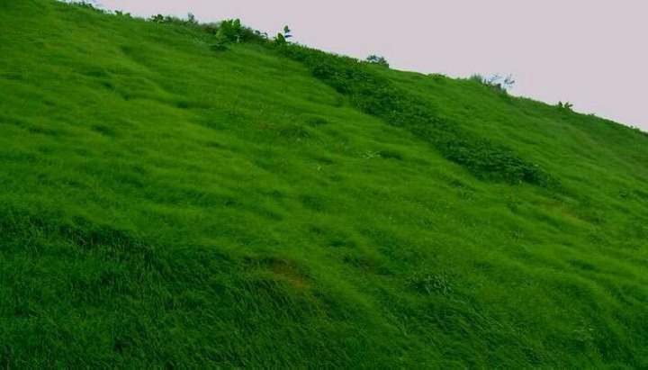 護坡百喜草種子