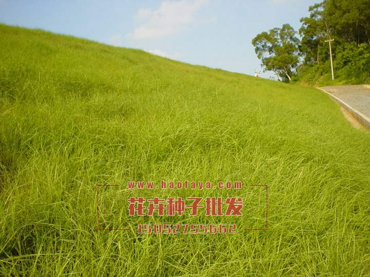 百喜草種子批發(fā)