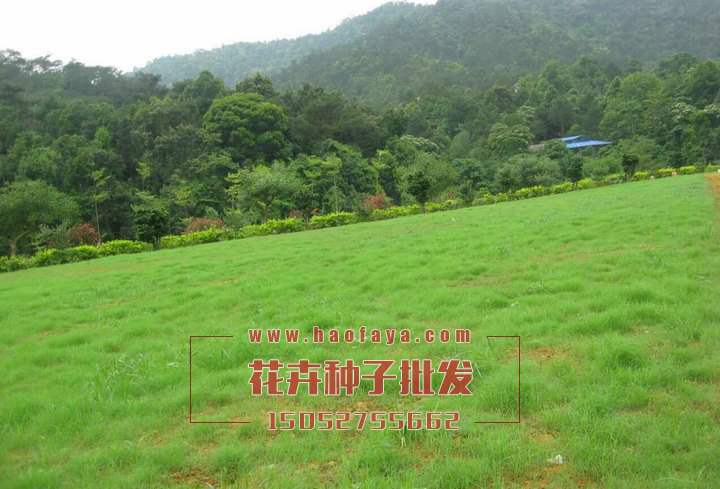 百喜草種子價格