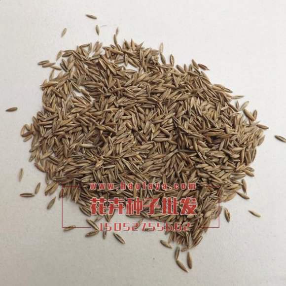 多年生黑麥草種子