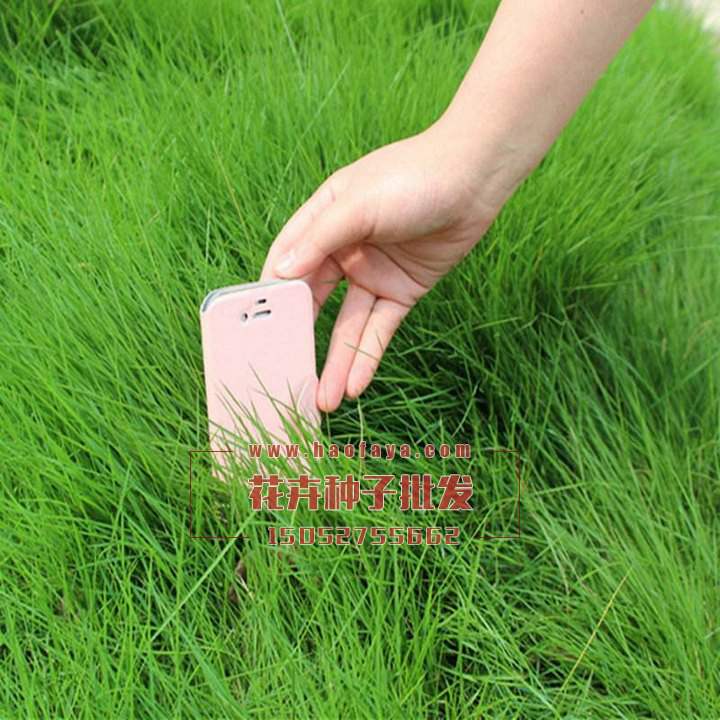 多年生黑麥草草坪種子價格
