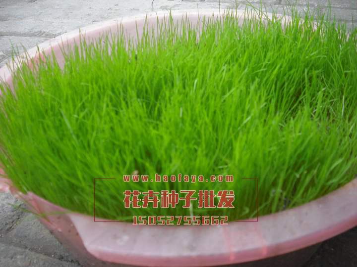 高羊茅種子發(fā)芽率實驗