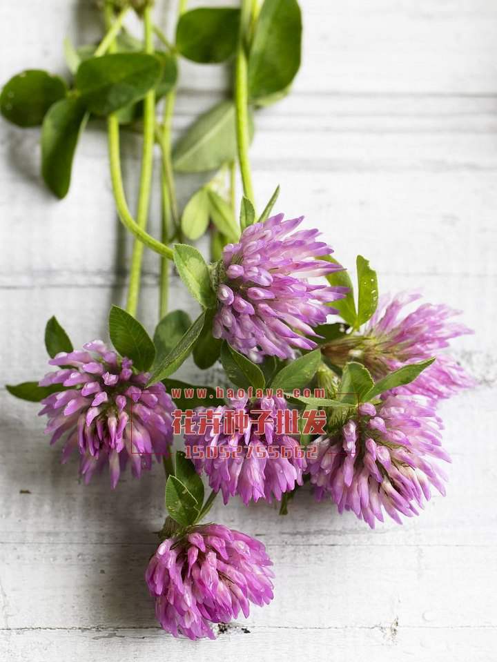 紅三葉種植技術(shù)