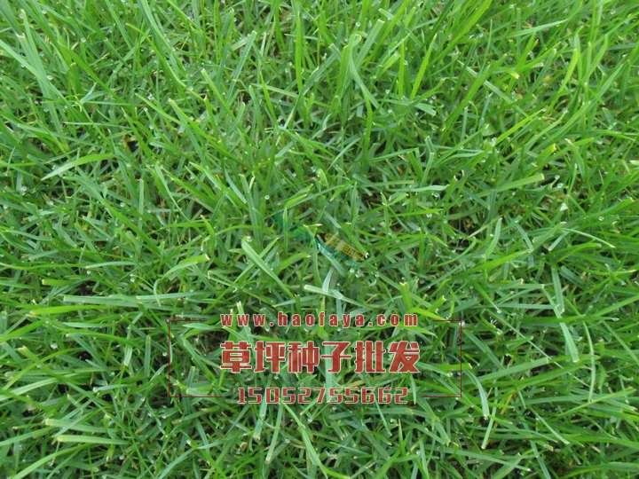 早熟禾種子價格