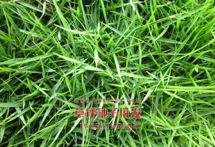 日本結(jié)縷草種子