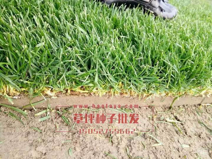 四季青種子播種技術(shù)