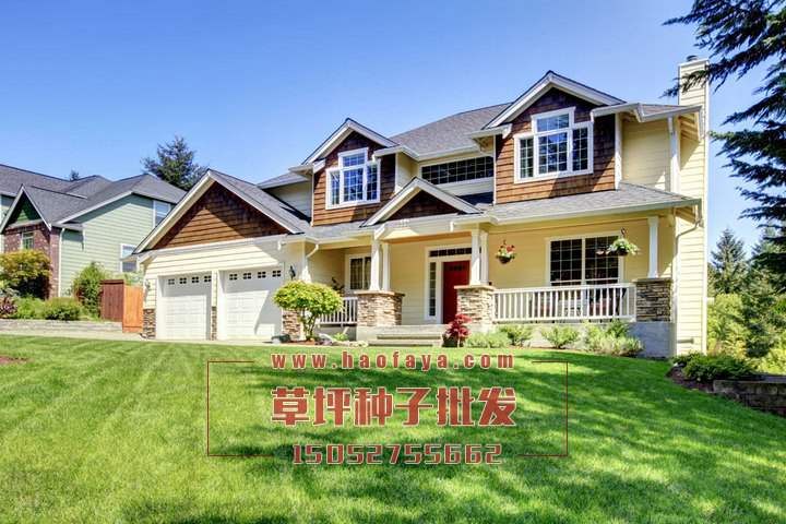 四季青草坪種子批發(fā)