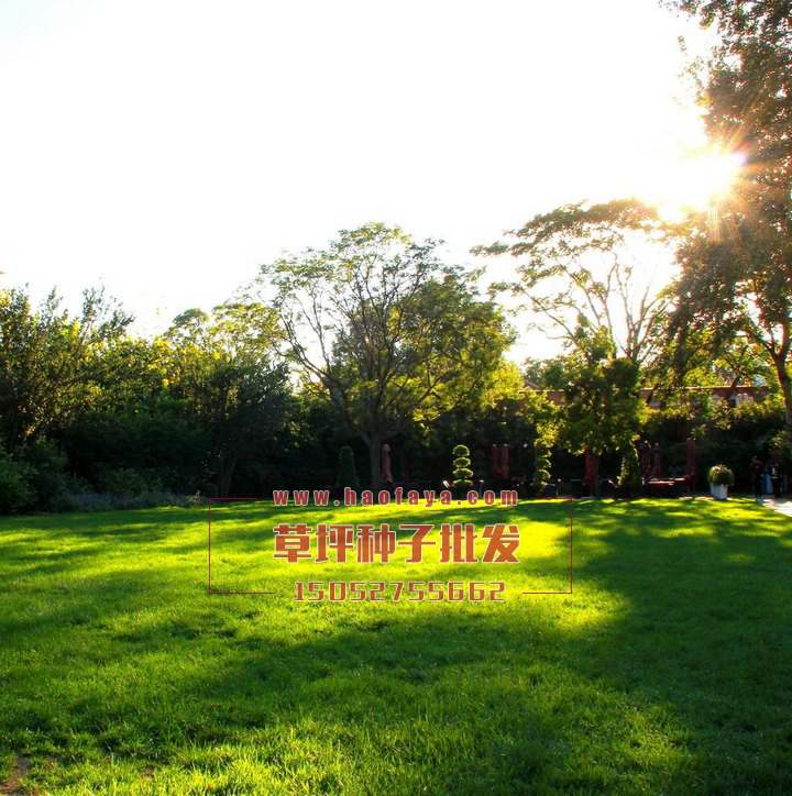 四季青草坪種子價格
