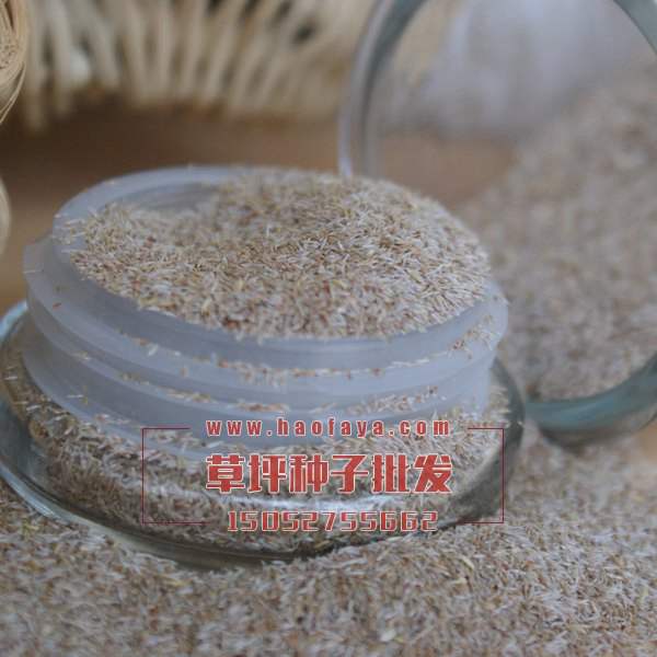 臺(tái)灣天鵝絨草坪種子