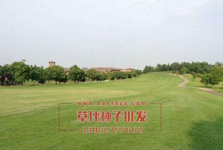 果嶺草種子種植