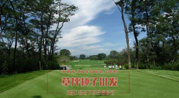 剪股穎草坪種子