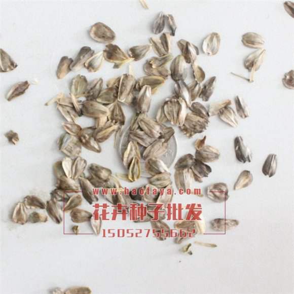 串葉松香草種子