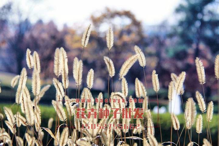 狗尾草種子批發(fā)