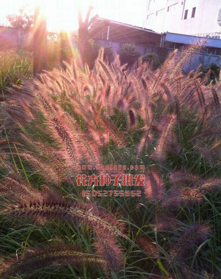 狼尾草種植技術