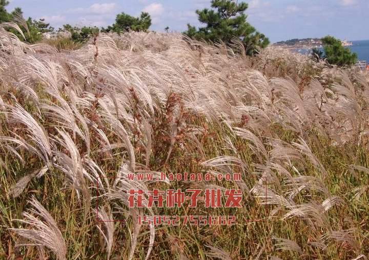 芒草種子批發(fā)