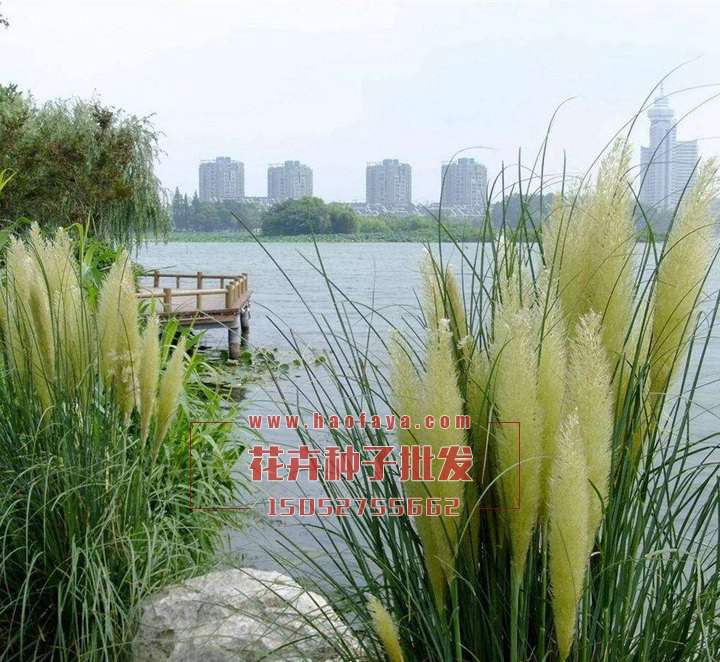 蒲葦種子價格