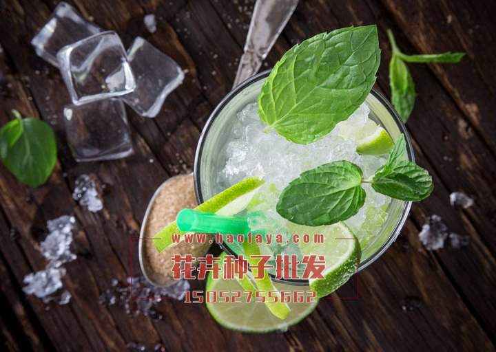 食用薄荷種子