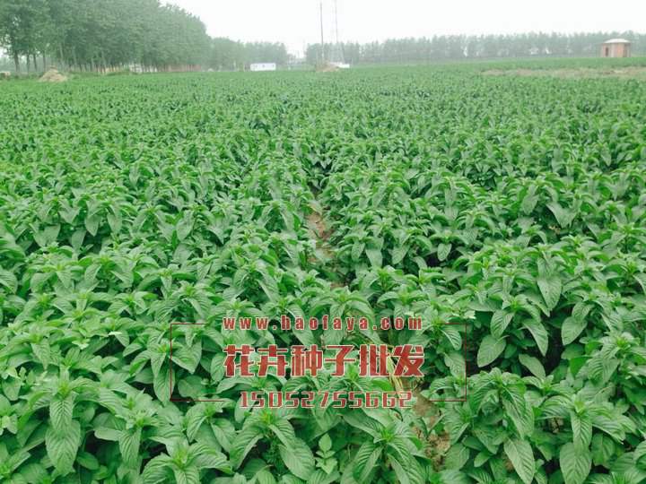 薄荷種子價(jià)格