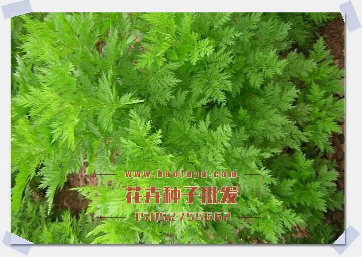 青蒿種子批發(fā)