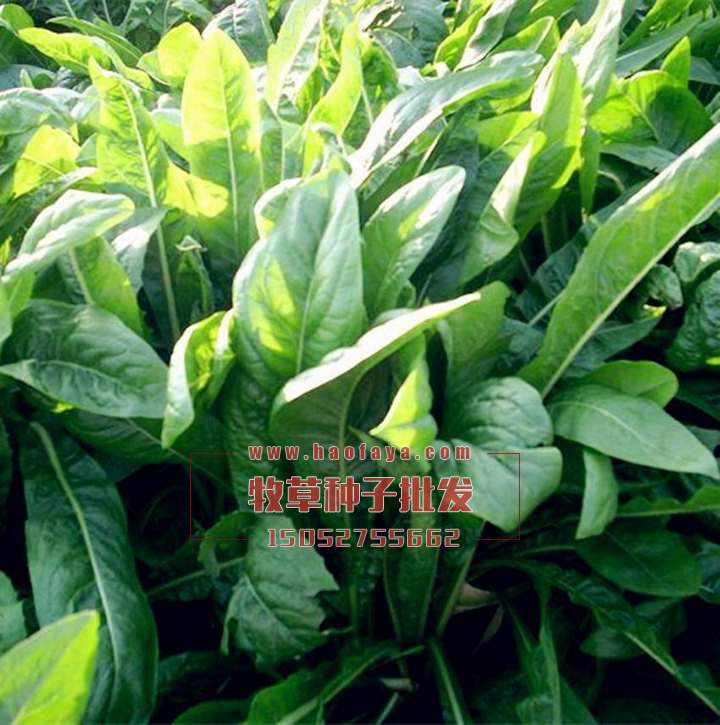 菊苣種子播種技術(shù)