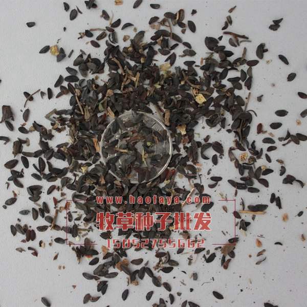 苦賣菜種子